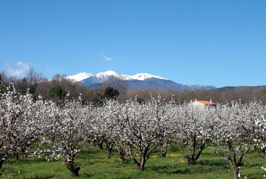 Appartement Ta Maria à Céret Extérieur photo